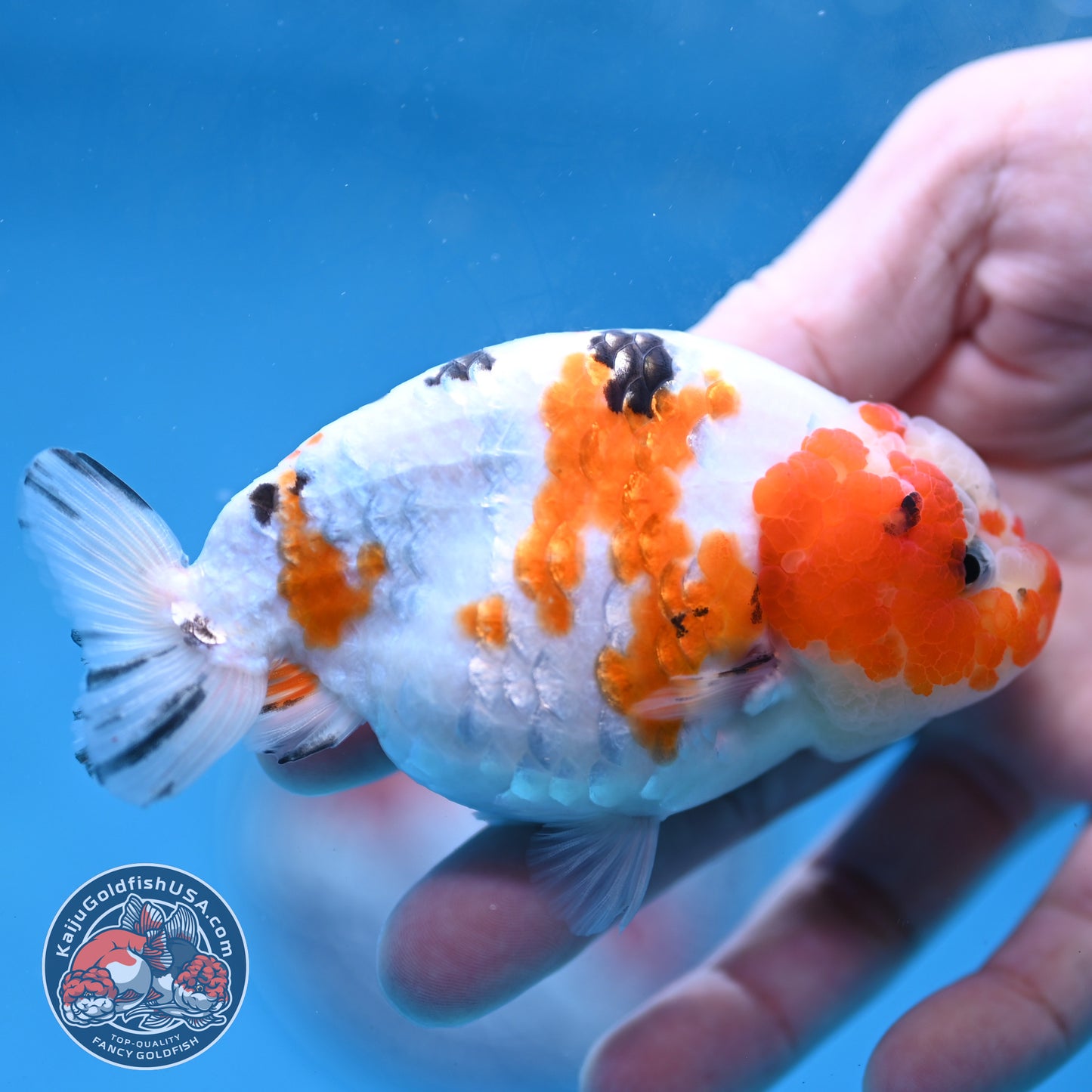Cow Ranchu 3.8 inch Body (260220_RC12)