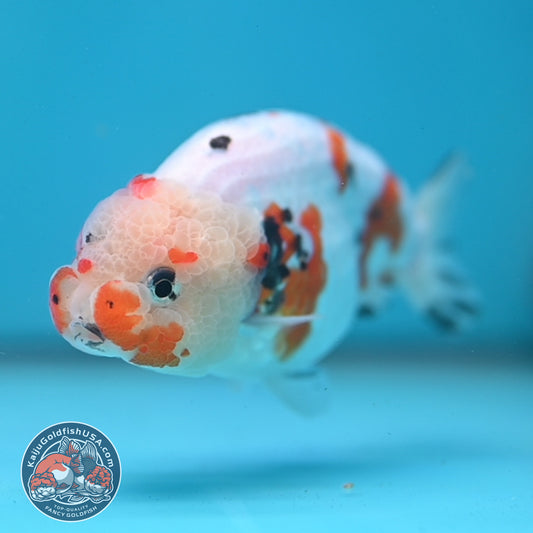 Cow Ranchu 3.8 inch Body (260220_RC12)