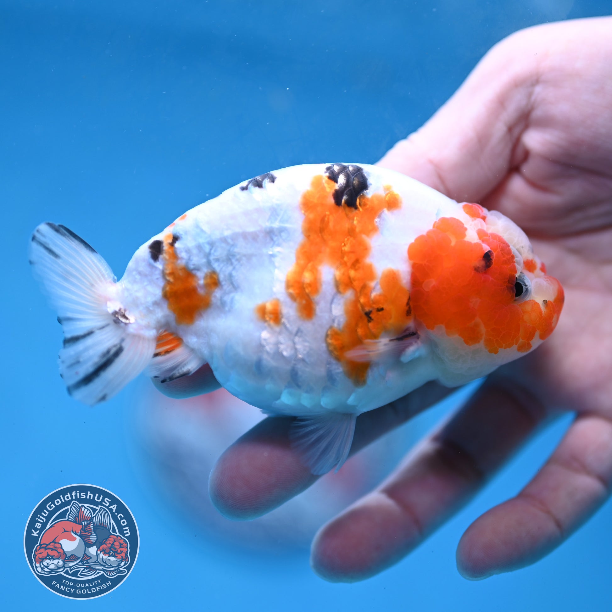 Cow Ranchu 3.8 inch Body (260220_RC12)