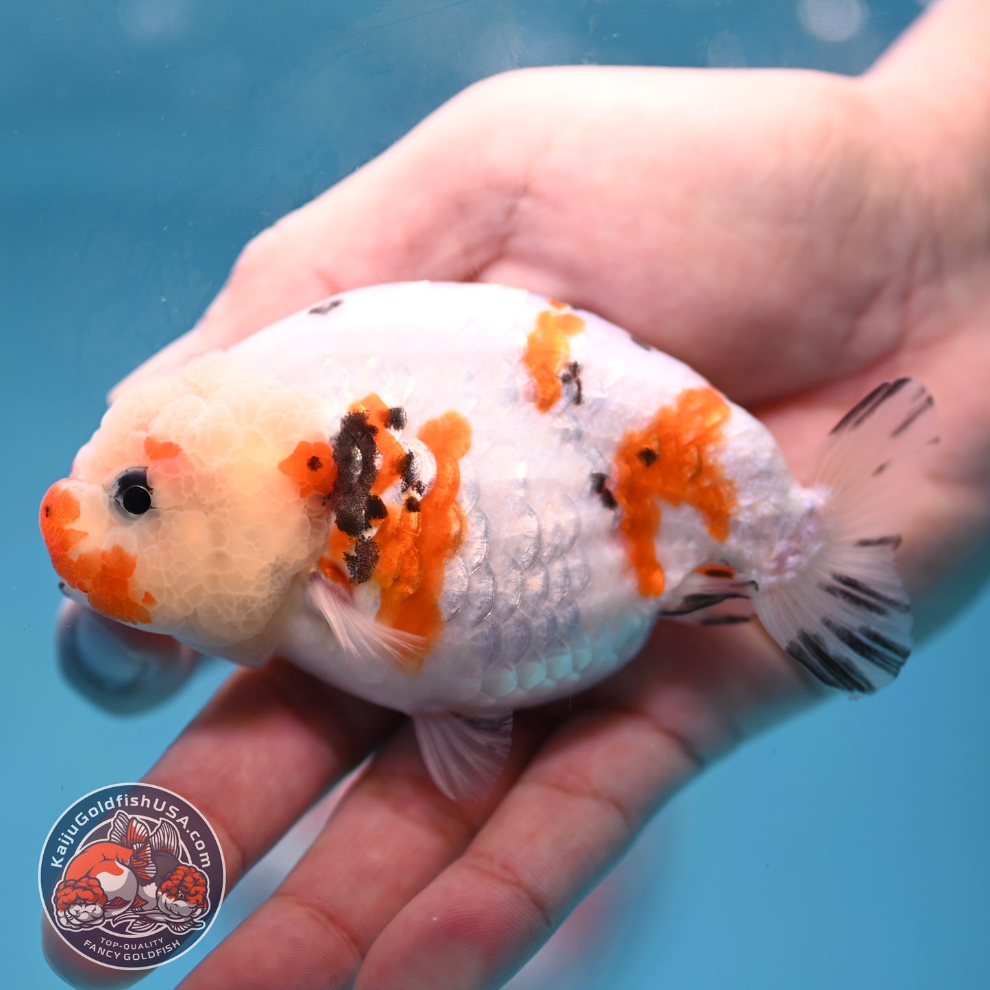 Cow Ranchu 3.8 inch Body (260220_RC12)