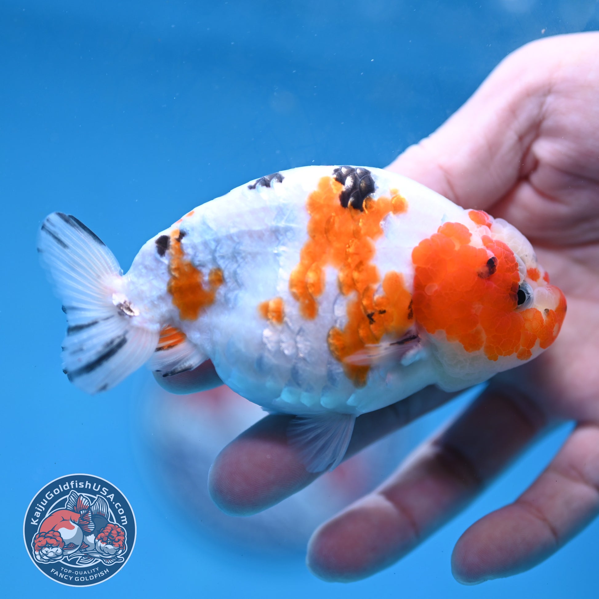 Cow Ranchu 3.8 inch Body (260220_RC12)