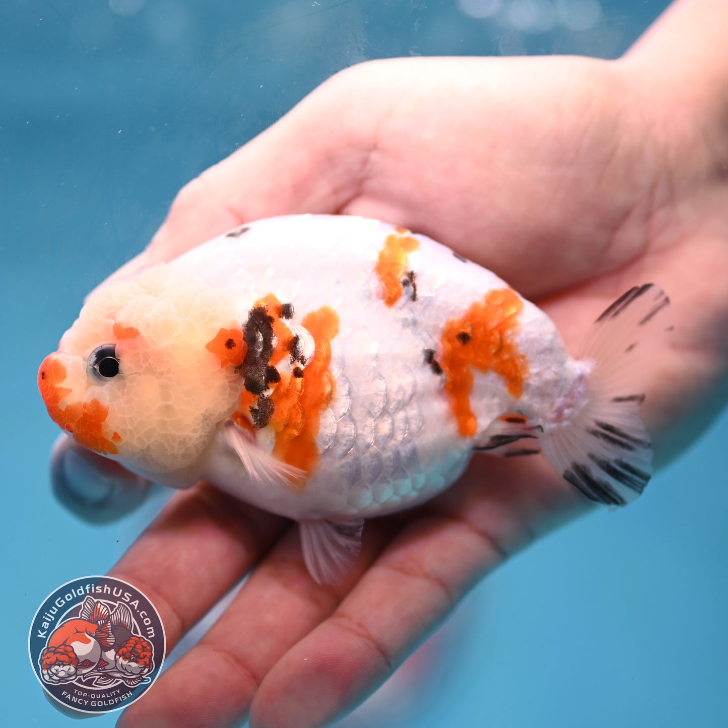 Cow Ranchu 3.8 inch Body (260220_RC12)