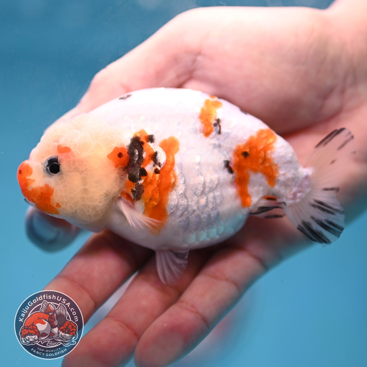 Cow Ranchu 3.8 inch Body (260220_RC12)