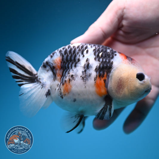 Cow Ranchu 4.5 inch Body (260724_RC09)