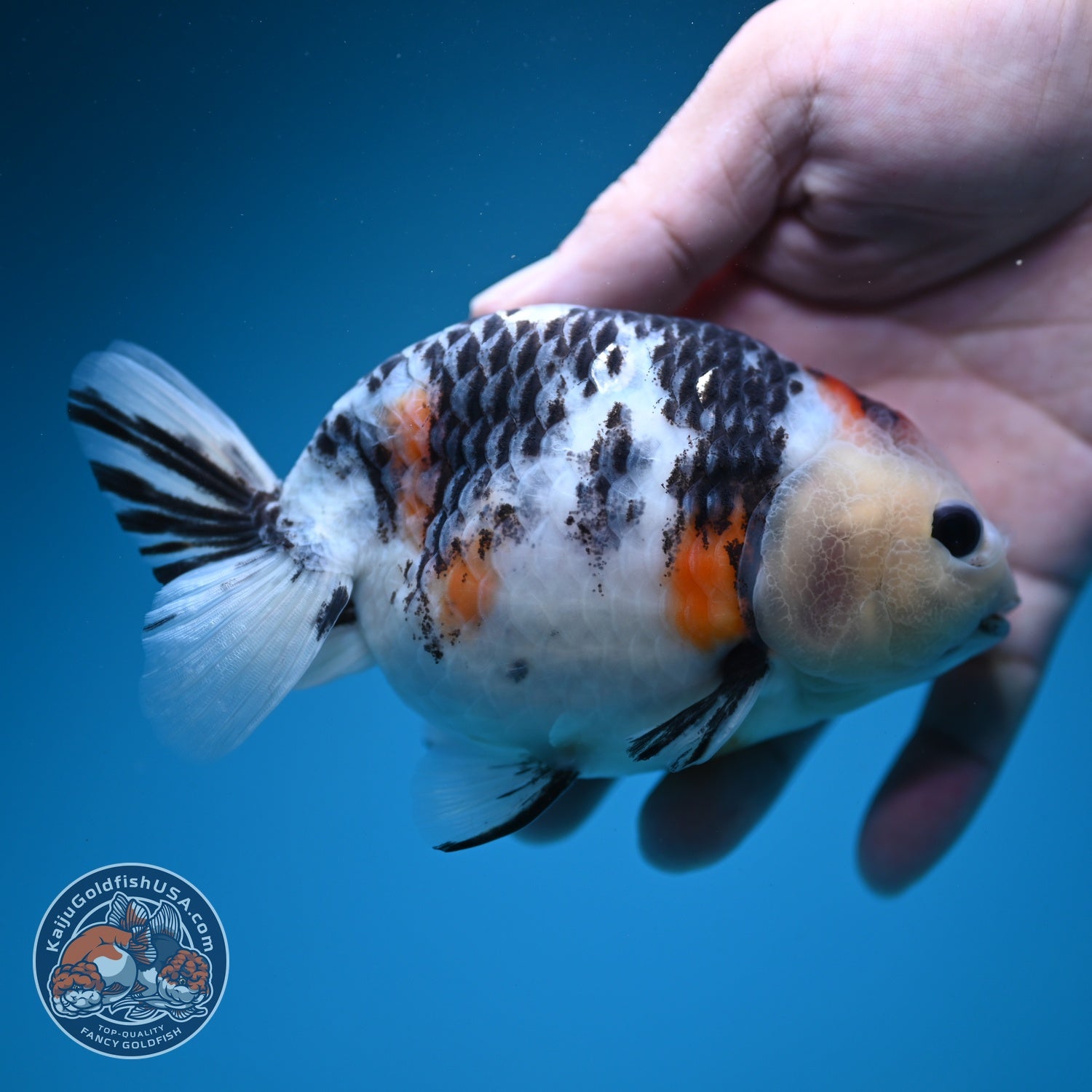 Cow Ranchu 4.5 inch Body (260724_RC09)