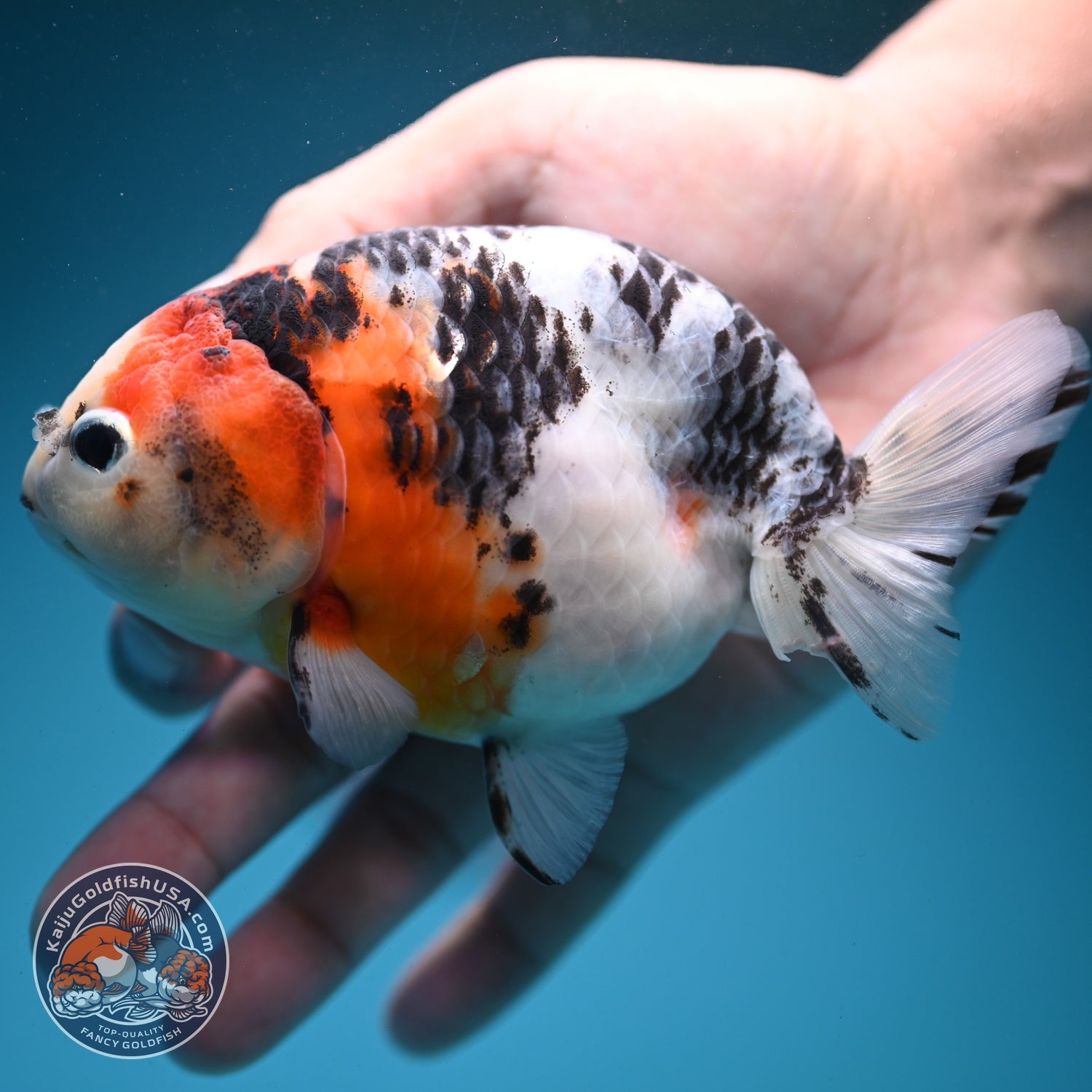 Cow Ranchu 4.5 inch Body (260724_RC09)