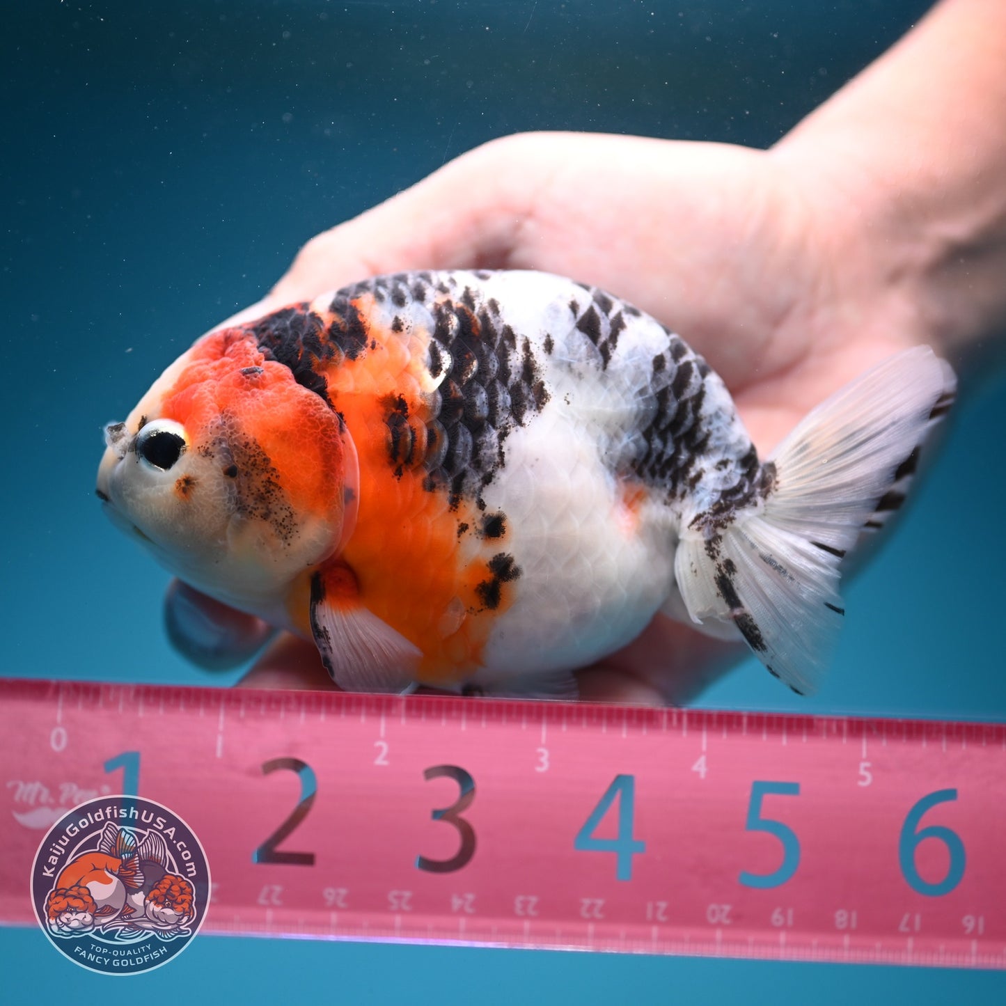Cow Ranchu 4.5 inch Body (260724_RC09)