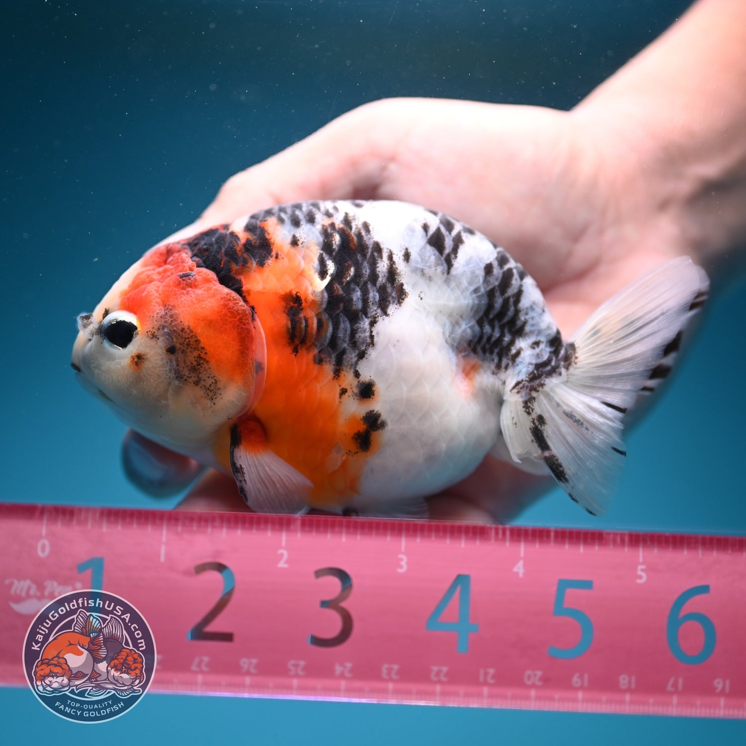 Cow Ranchu 4.5 inch Body (260724_RC09)
