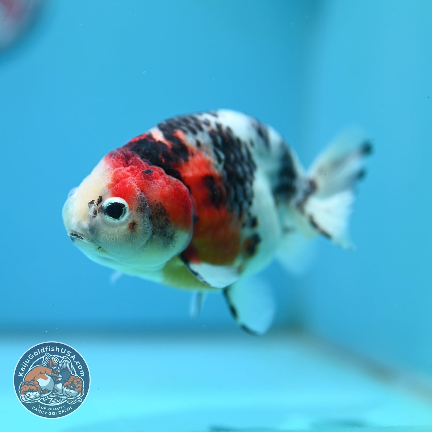 Cow Ranchu 4.5 inch Body (260724_RC09)