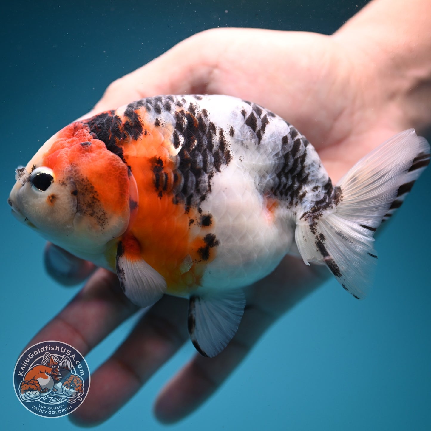 Cow Ranchu 4.5 inch Body (260724_RC09)
