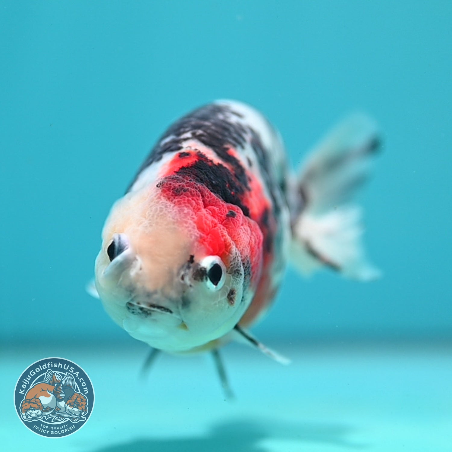 Cow Ranchu 4.5 inch Body (260724_RC09)