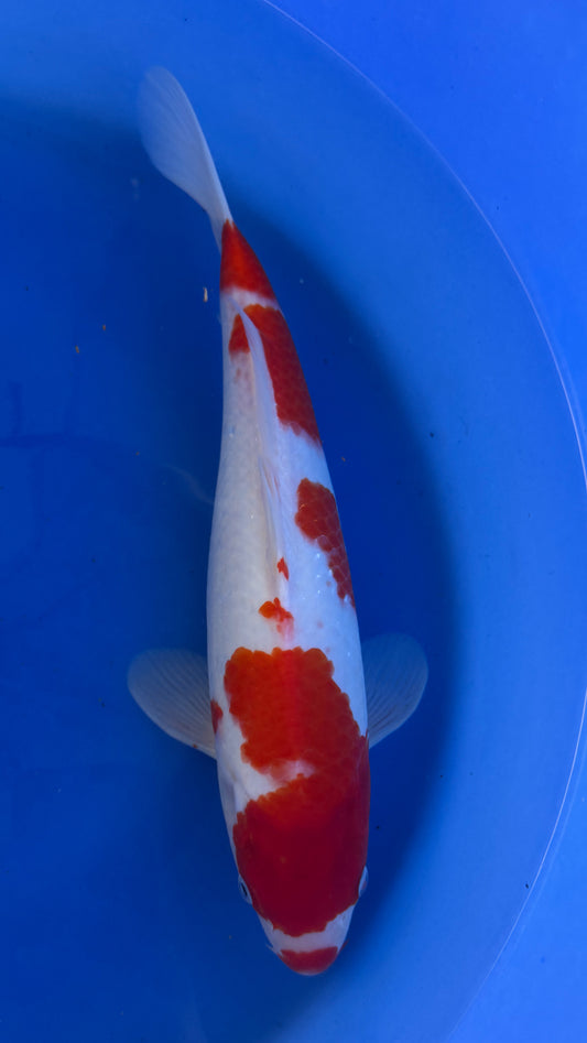 Dainichi Kohaku 16 inches (261022_KOI21)