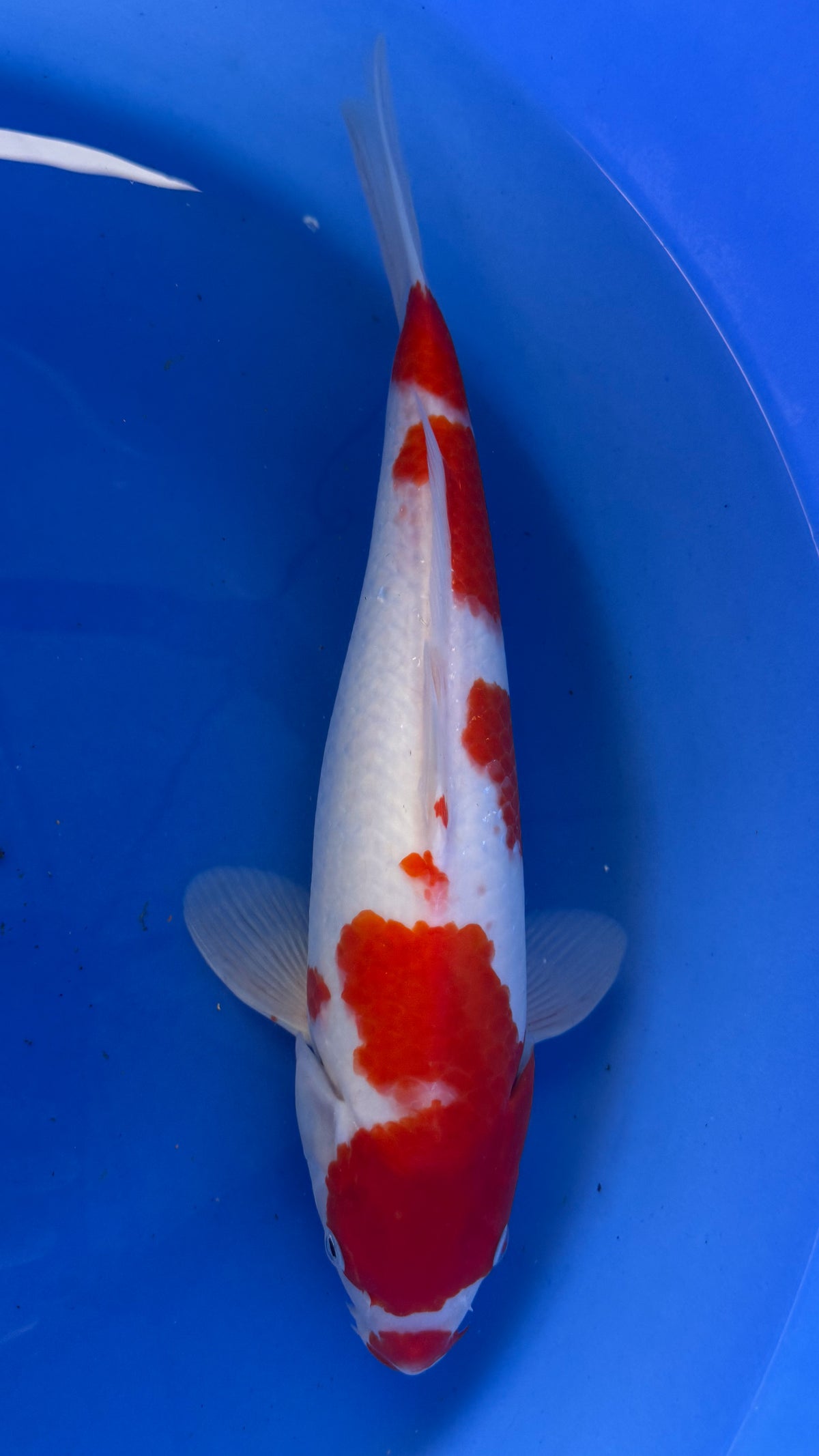 Dainichi Kohaku 16 inches (261022_KOI21)