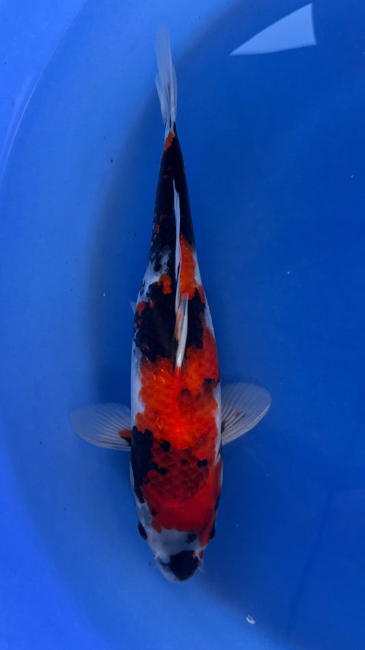 Dainichi Showa 16 inches (261022_KOI20)
