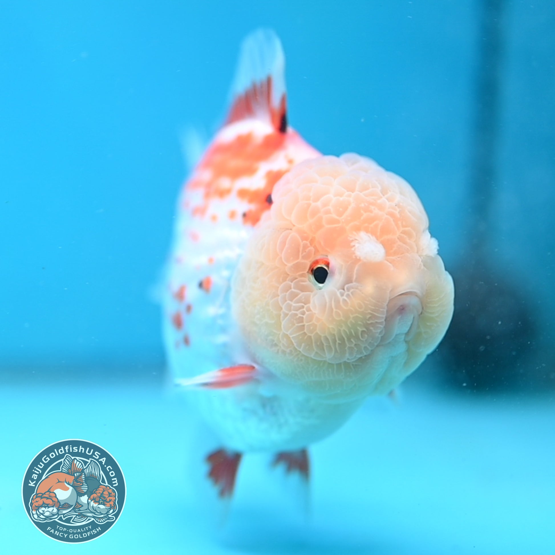 Deer Spot Red White Oranda 4 inch Body (251024_OR10)