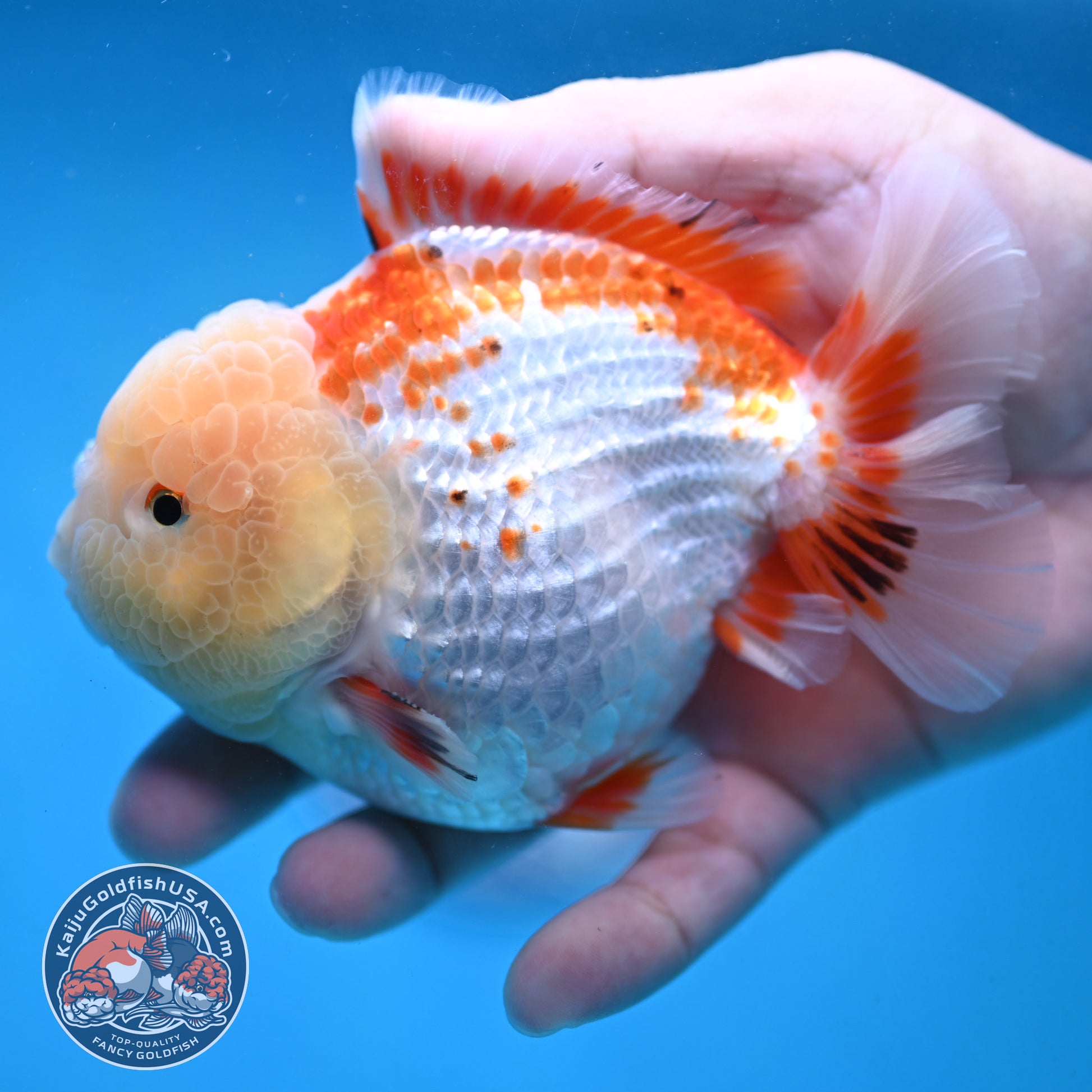 Deer Spot Red White Oranda 4 inch Body (251024_OR10)