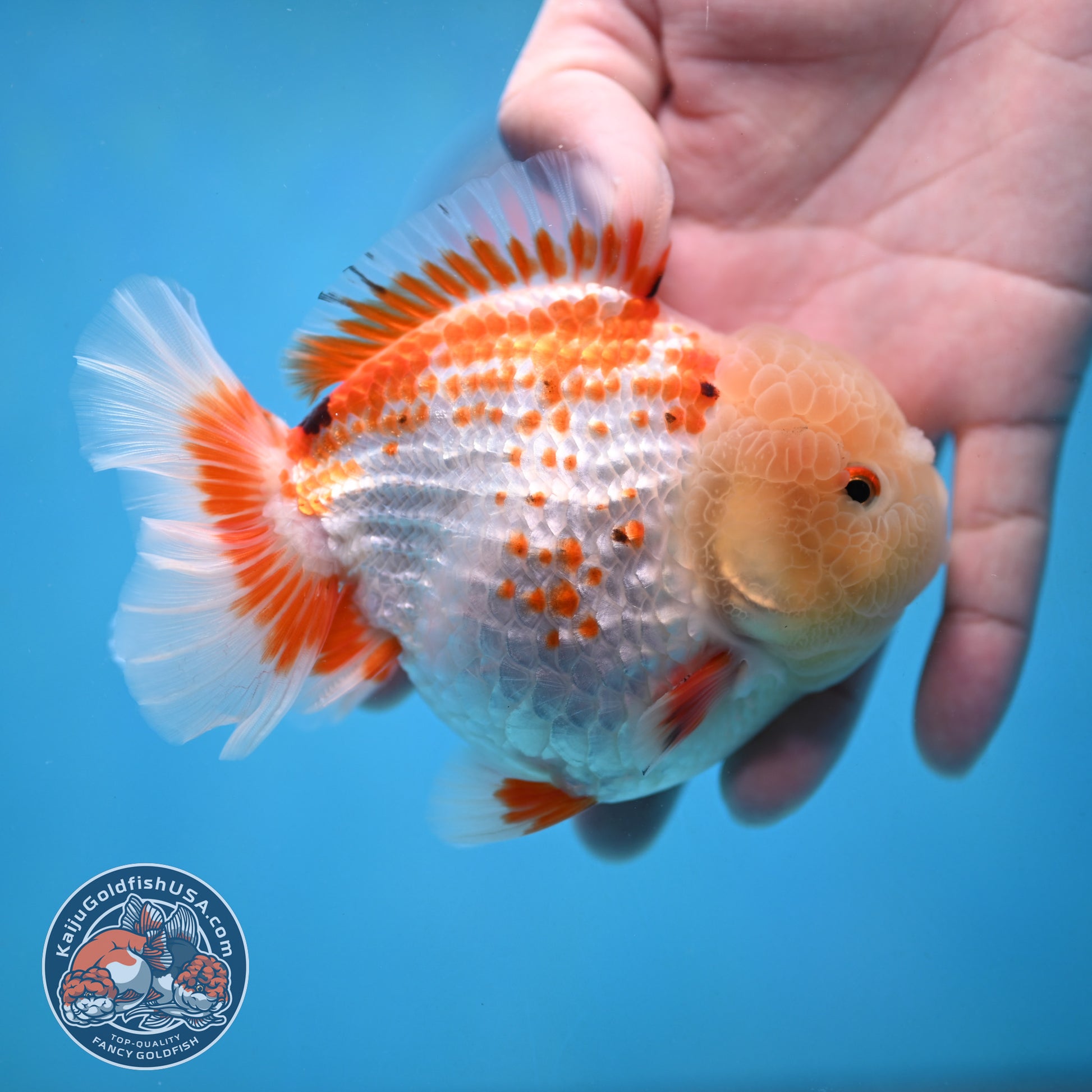 Deer Spot Red White Oranda 4 inch Body (251024_OR10)