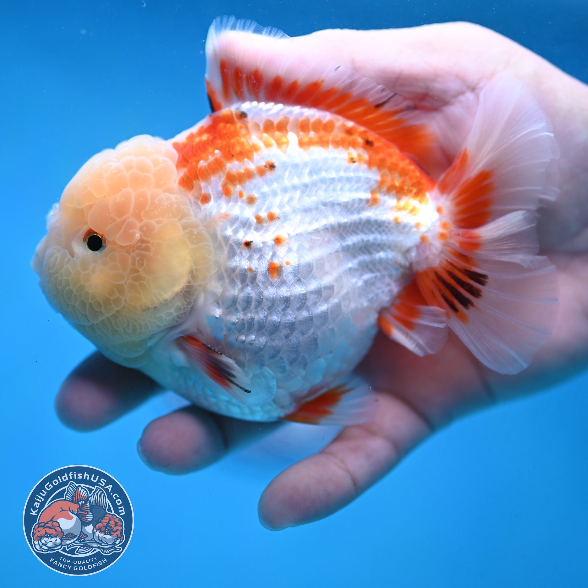 Deer Spot Red White Oranda 4 inch Body (251024_OR10)