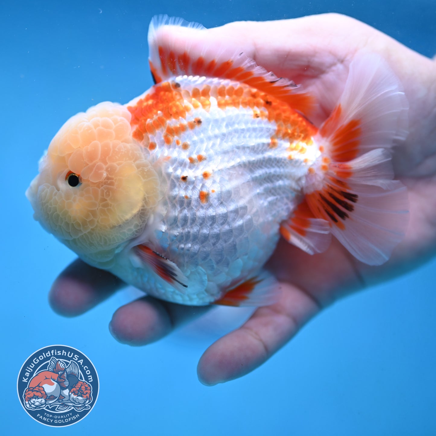 Deer Spot Red White Oranda 4 inch Body (251024_OR10)