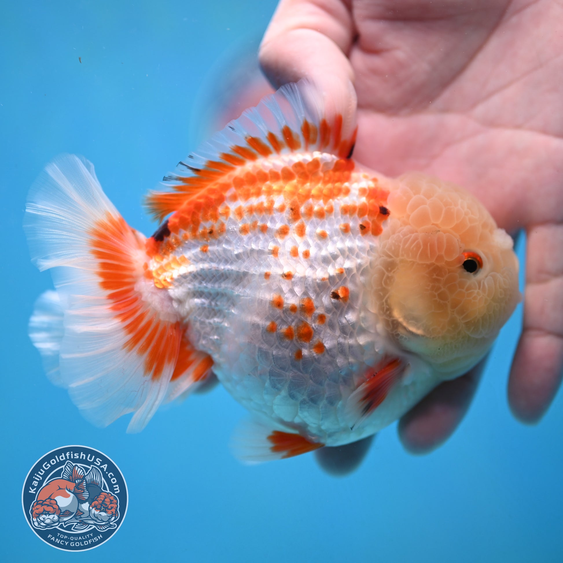 Deer Spot Red White Oranda 4 inch Body (251024_OR10)