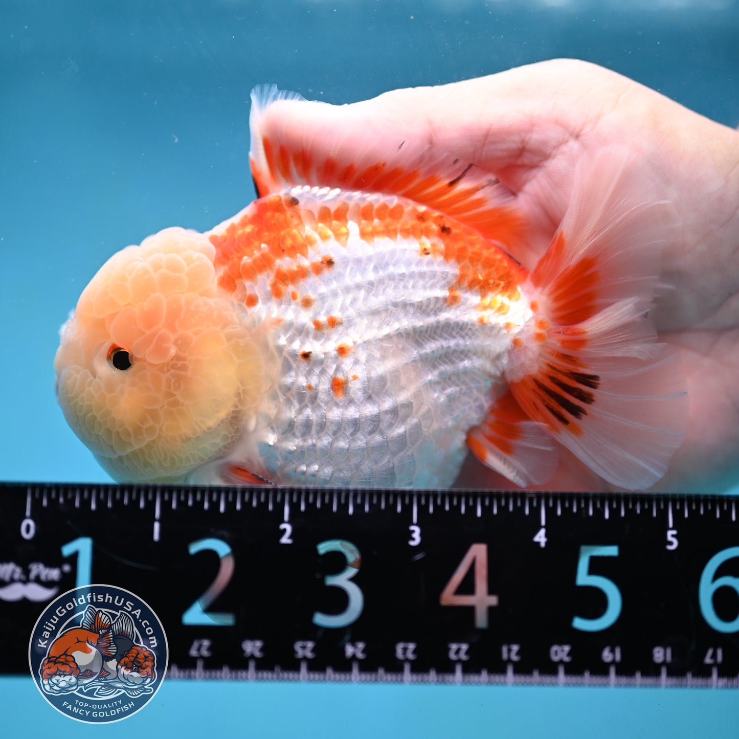 Deer Spot Red White Oranda 4 inch Body (251024_OR10)