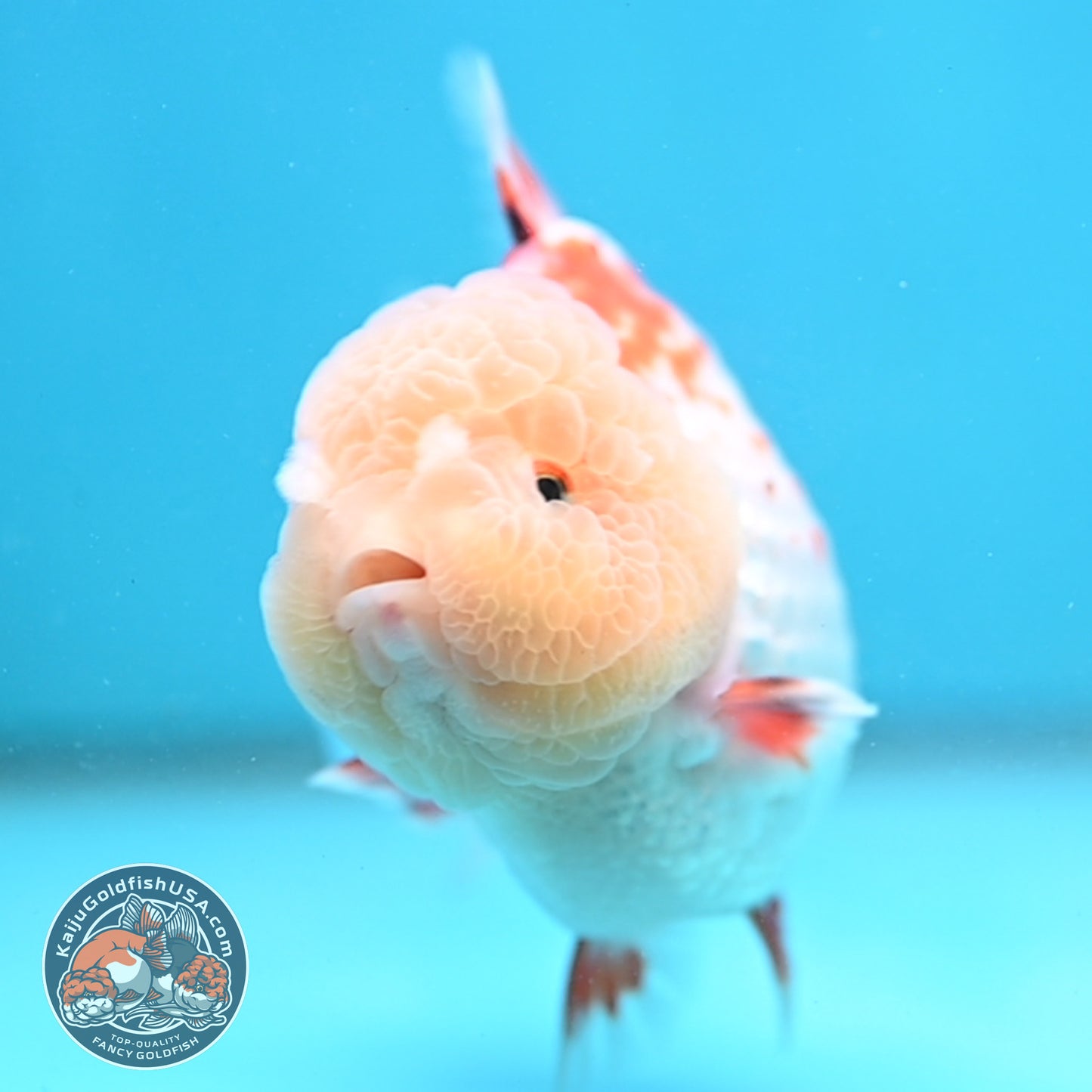 Deer Spot Red White Oranda 4 inch Body (251024_OR10)