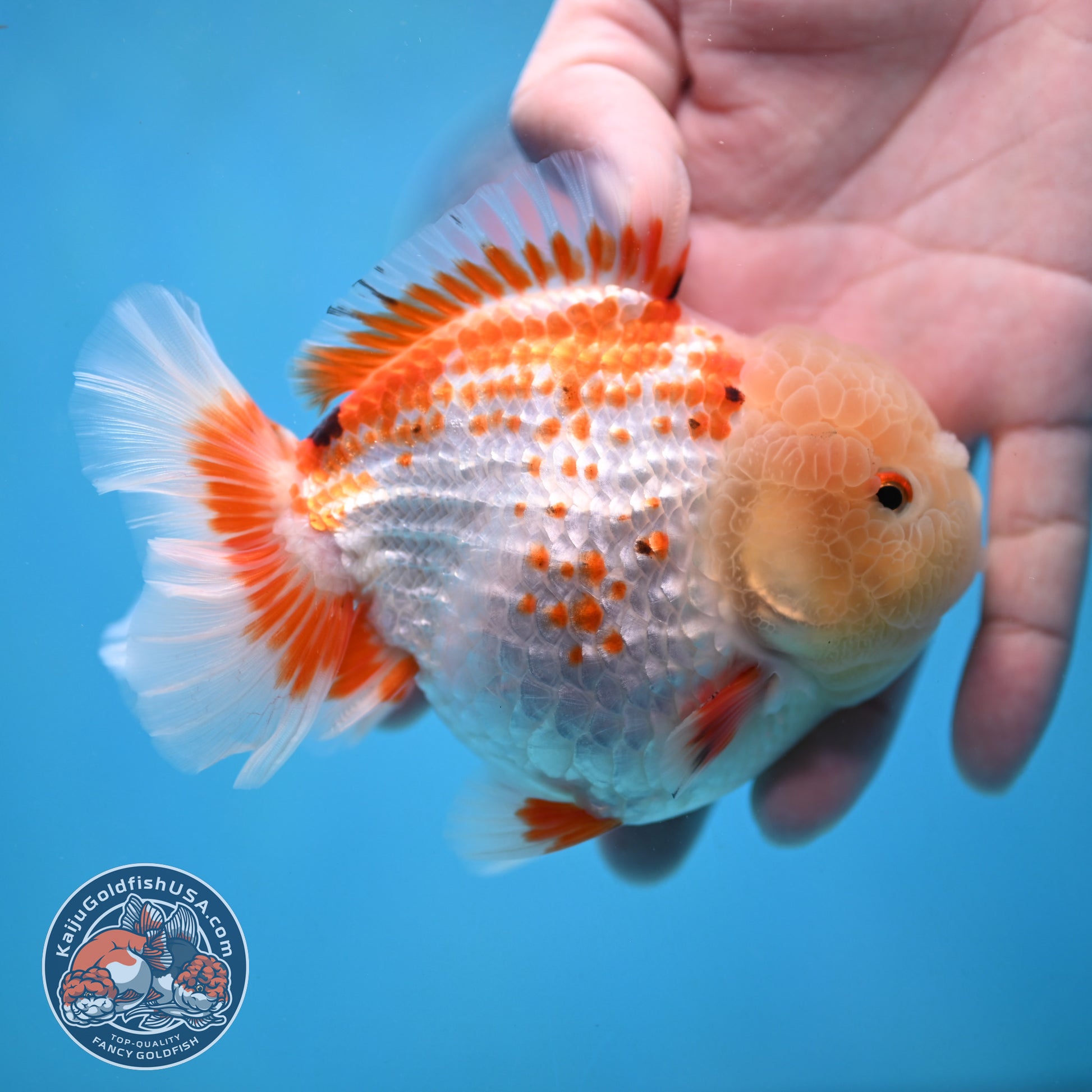 Deer Spot Red White Oranda 4 inch Body (251024_OR10)