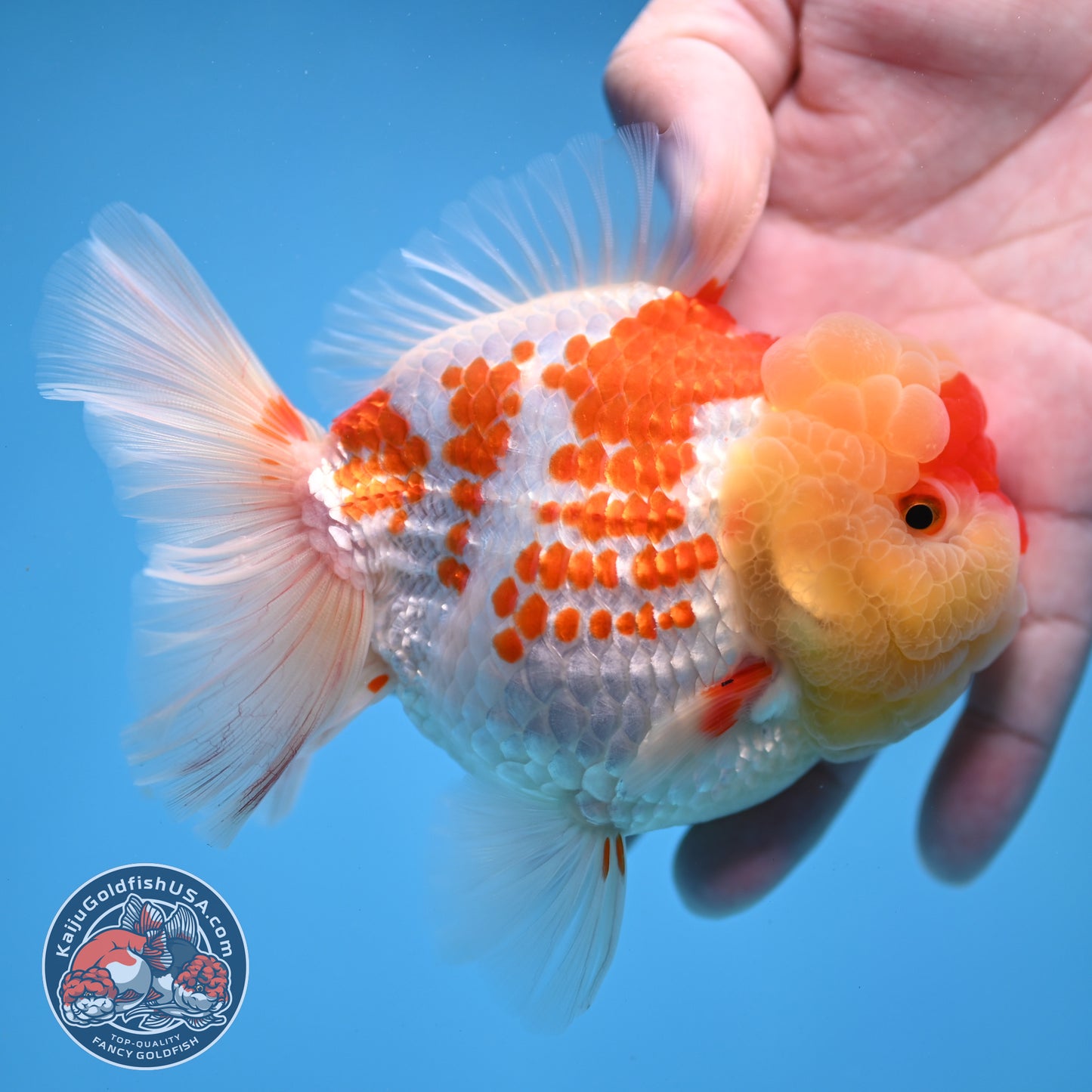 Deer Spot Red White Oranda 4 inch Body (260306_OR10)