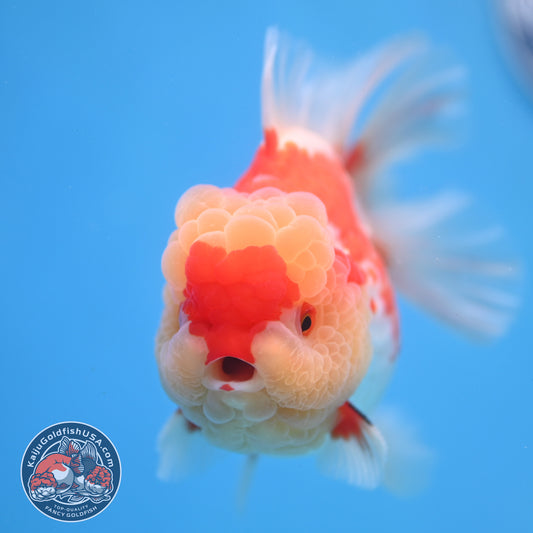 Deer Spot Red White Oranda 4 inch Body (260306_OR10)