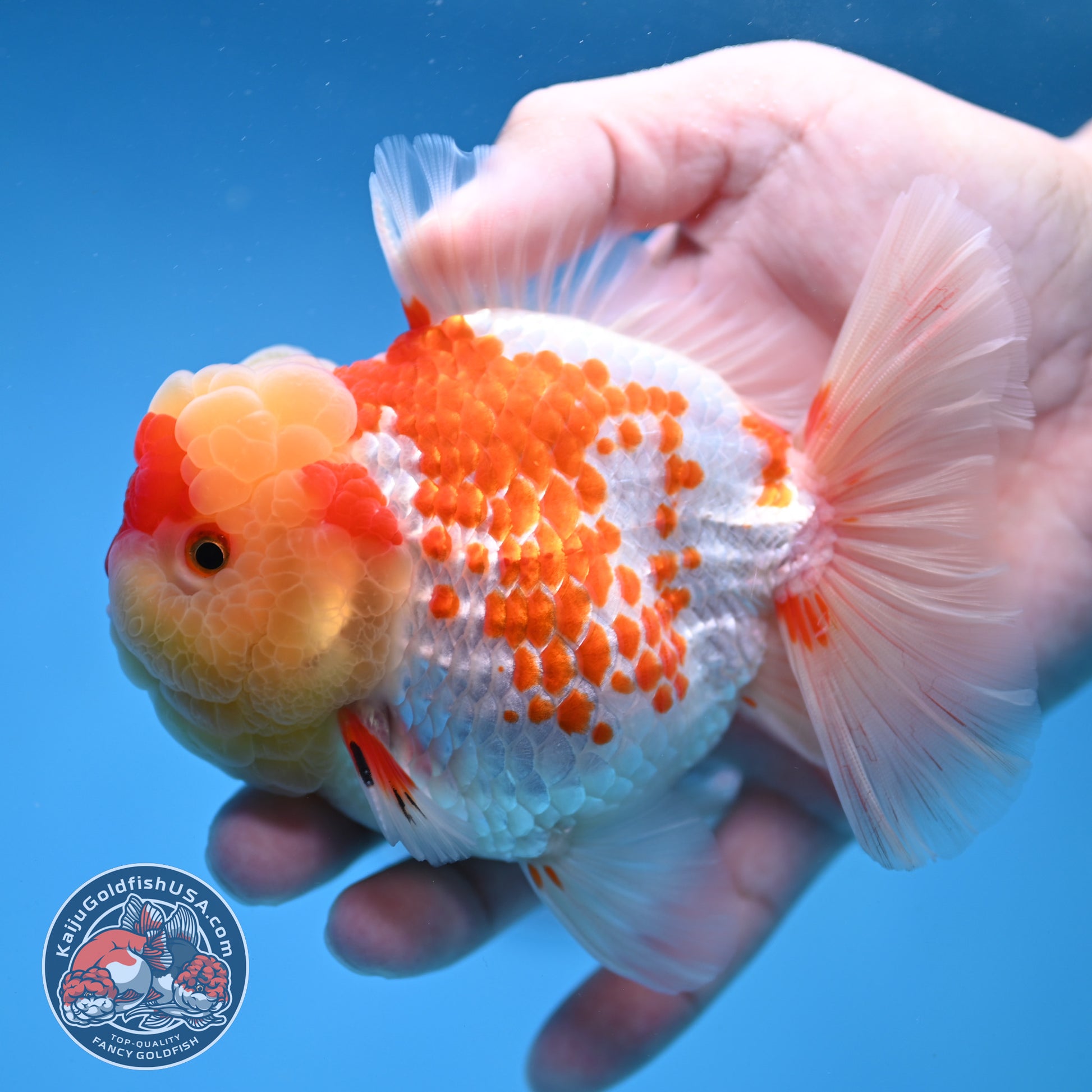 Deer Spot Red White Oranda 4 inch Body (260306_OR10)