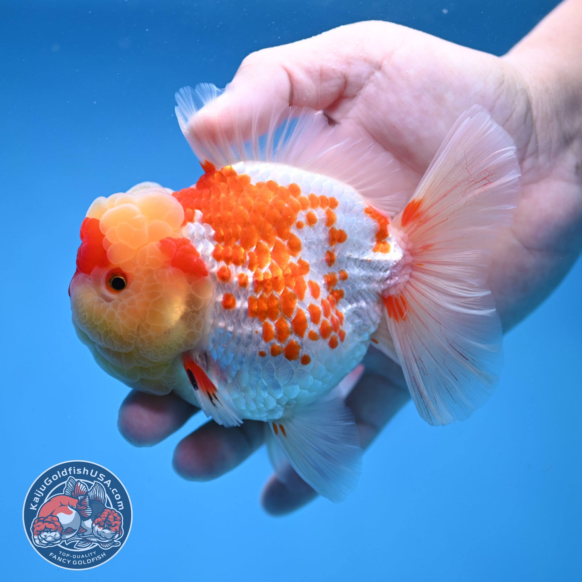 Deer Spot Red White Oranda 4 inch Body (260306_OR10)