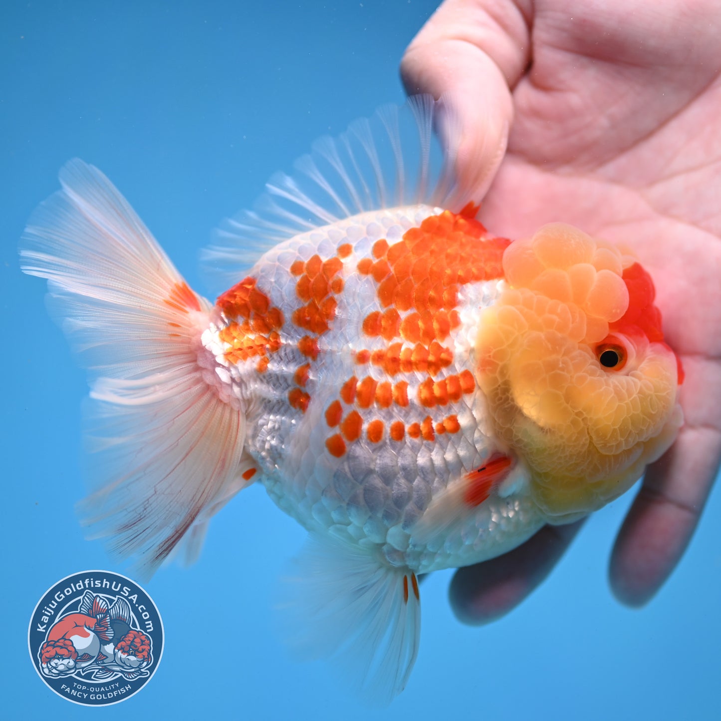 Deer Spot Red White Oranda 4 inch Body (260306_OR10)
