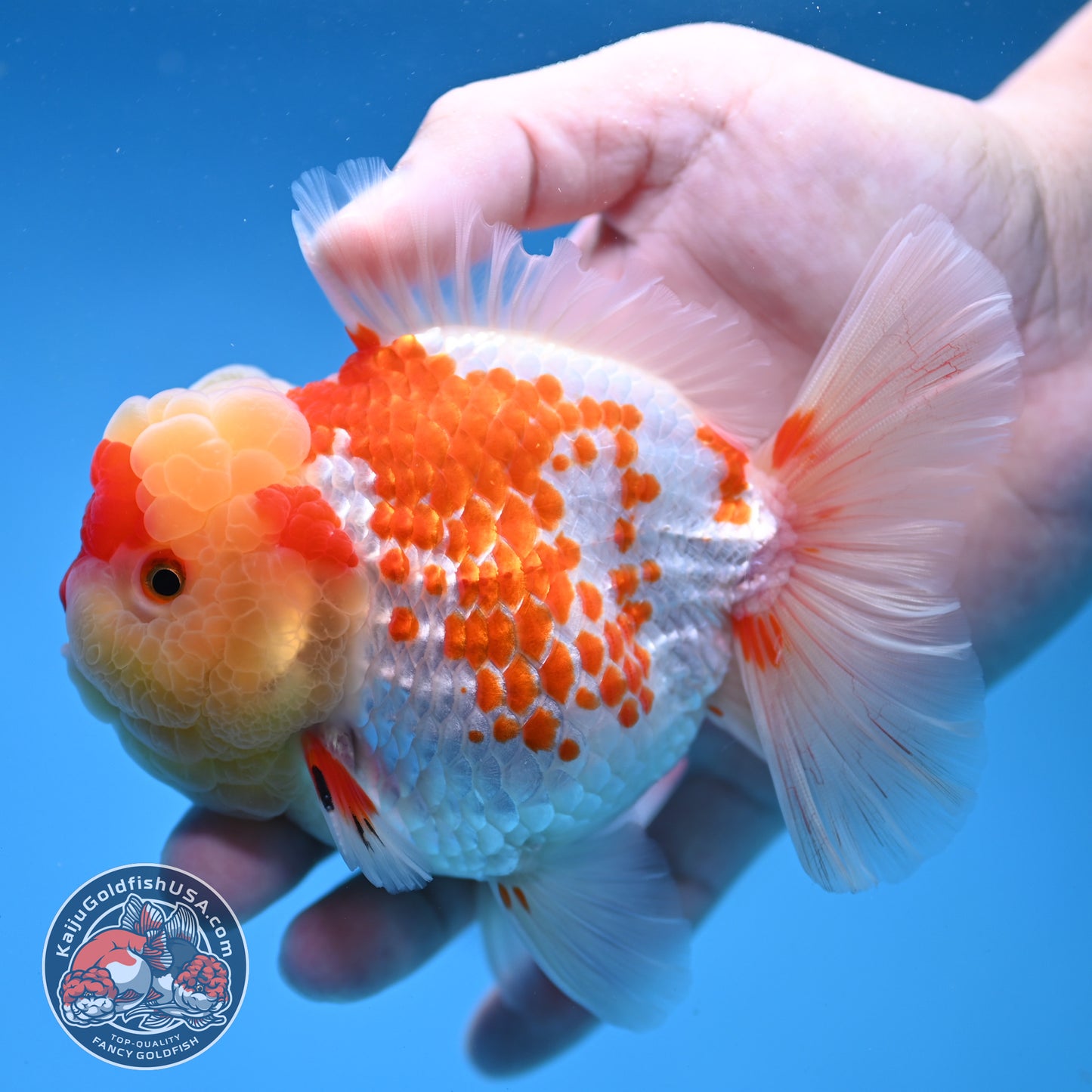 Deer Spot Red White Oranda 4 inch Body (260306_OR10)