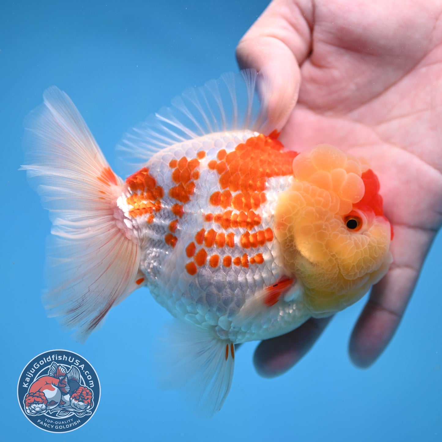 Deer Spot Red White Oranda 4 inch Body (260306_OR10)