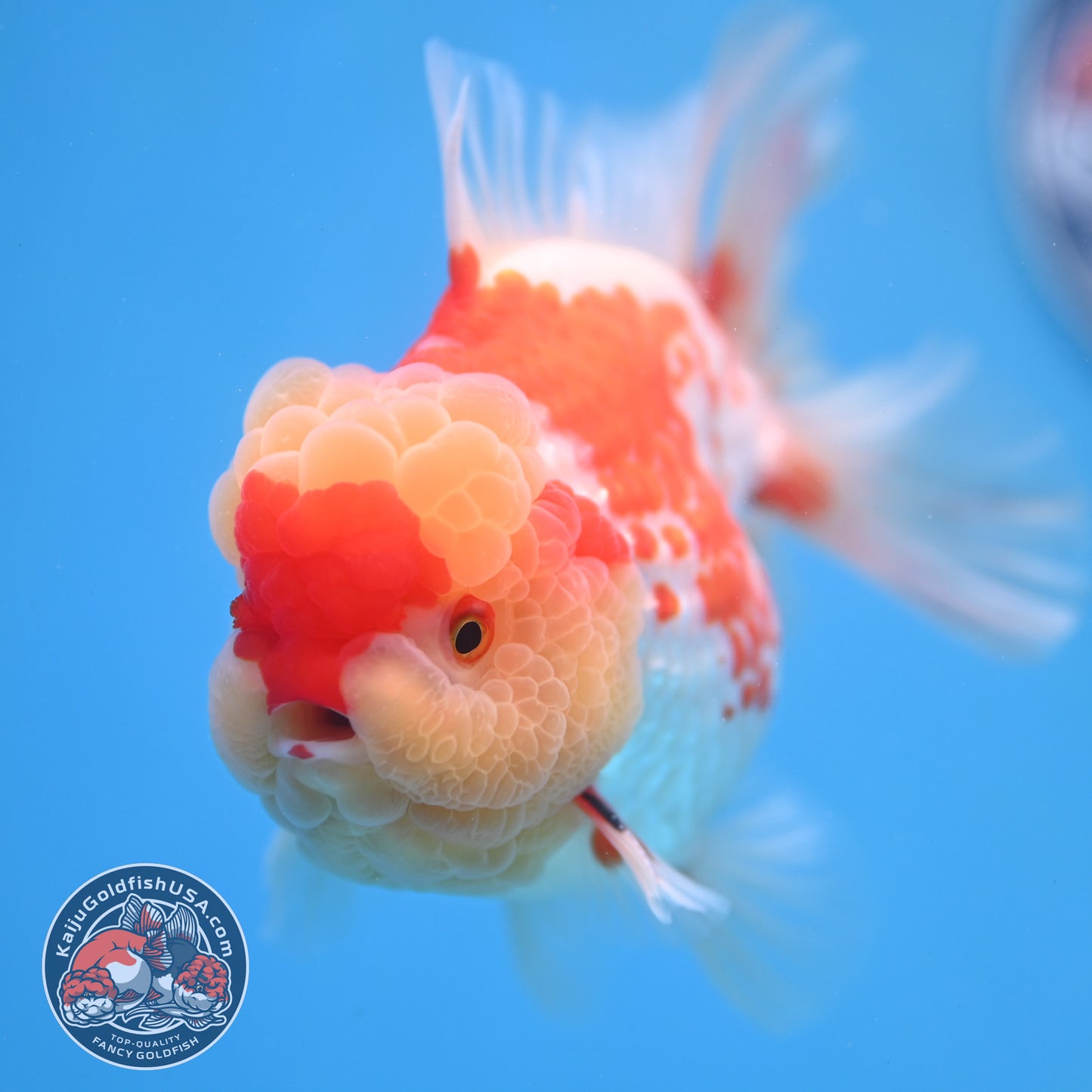 Deer Spot Red White Oranda 4 inch Body (260306_OR10)