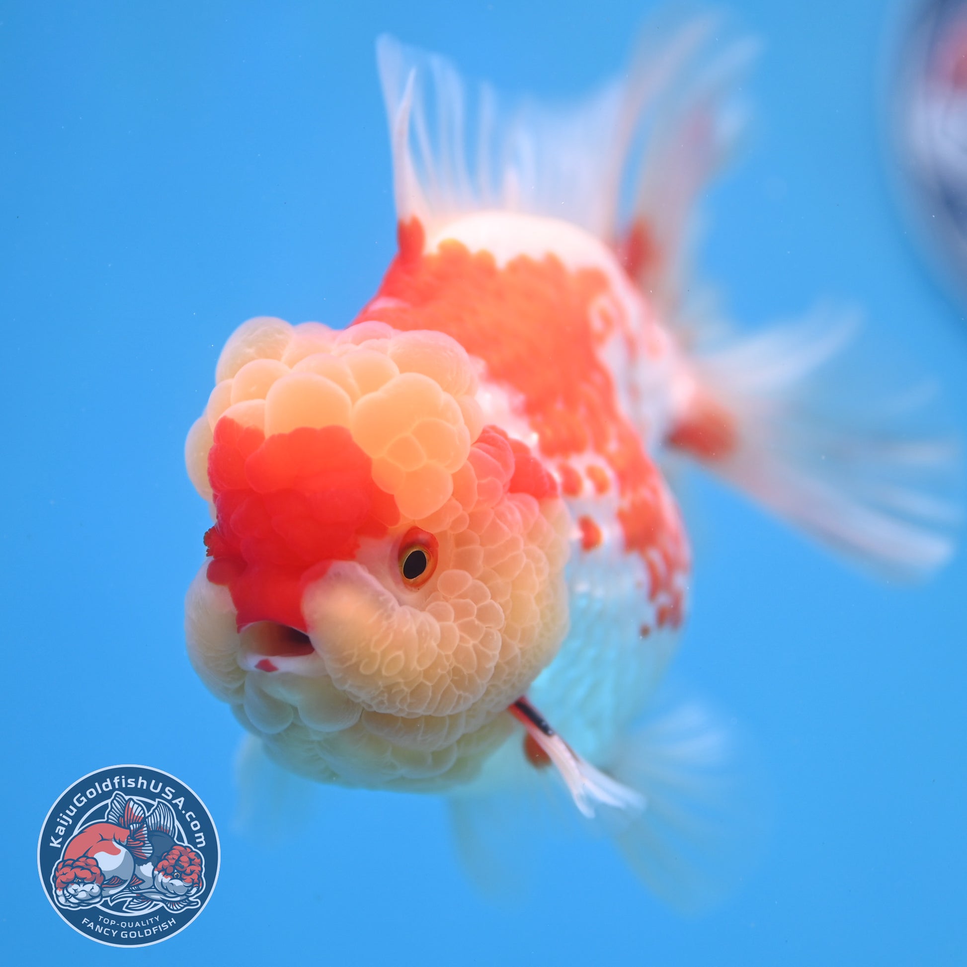 Deer Spot Red White Oranda 4 inch Body (260306_OR10)