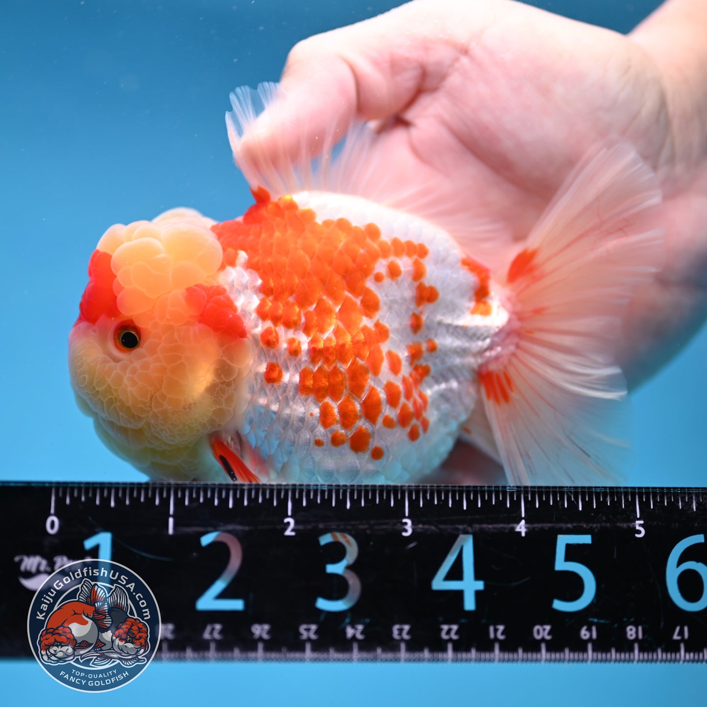 Deer Spot Red White Oranda 4 inch Body (260306_OR10)