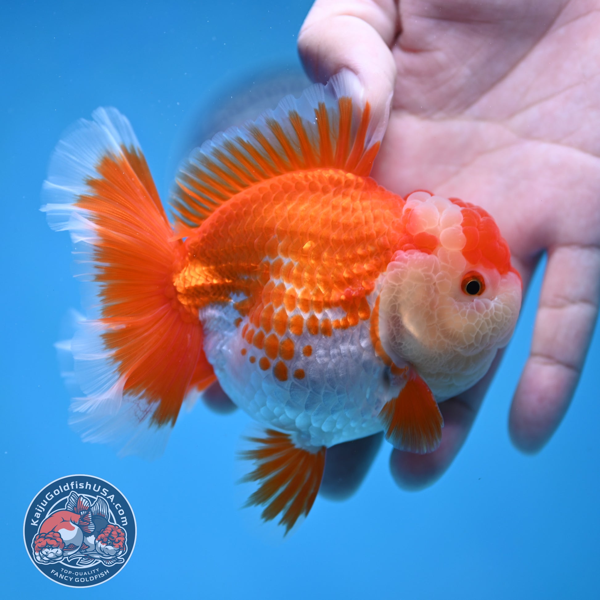 Deer Spot Red White Rose Tail Oranda 3.5 inch Body (260227_OR14)