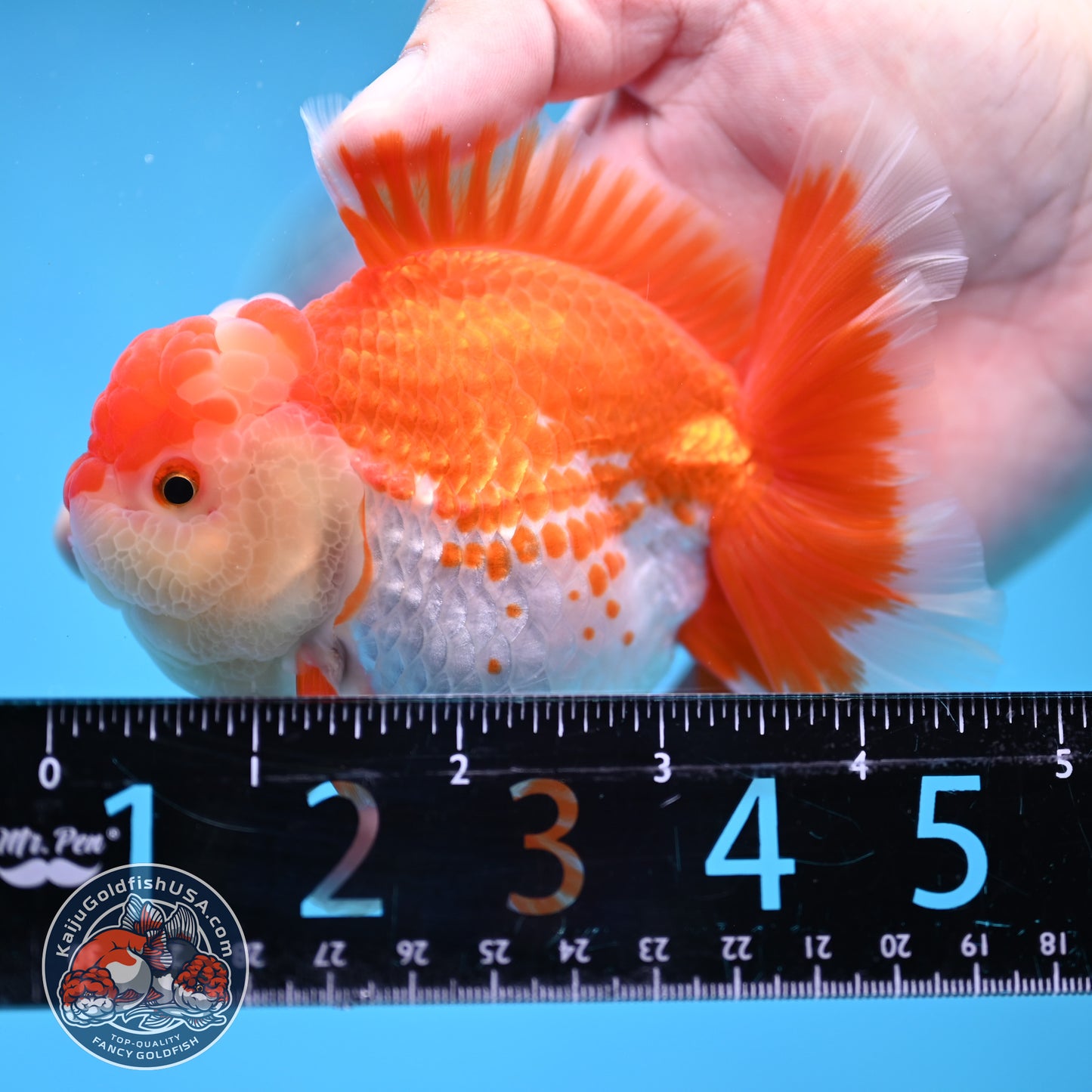 Deer Spot Red White Rose Tail Oranda 3.5 inch Body (260227_OR14)