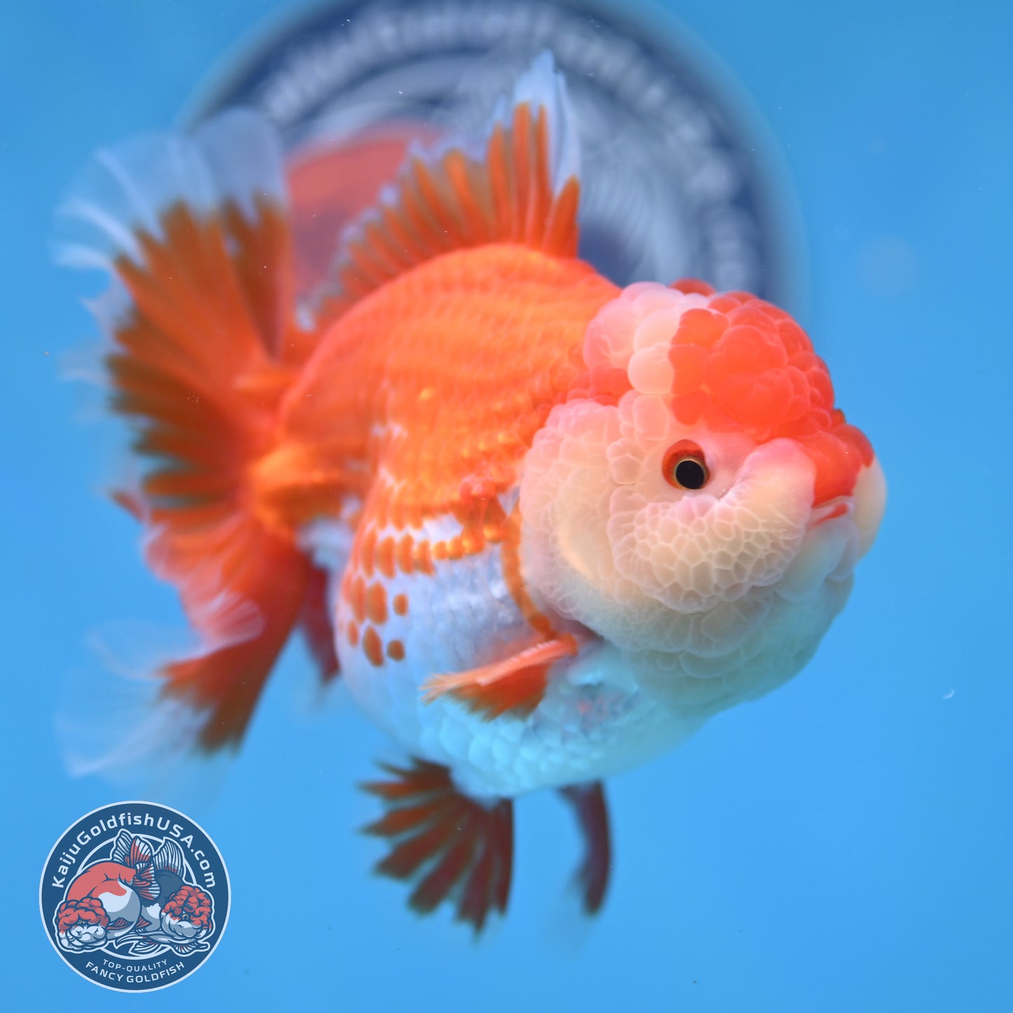 Deer Spot Red White Rose Tail Oranda 3.5 inch Body (260227_OR14)