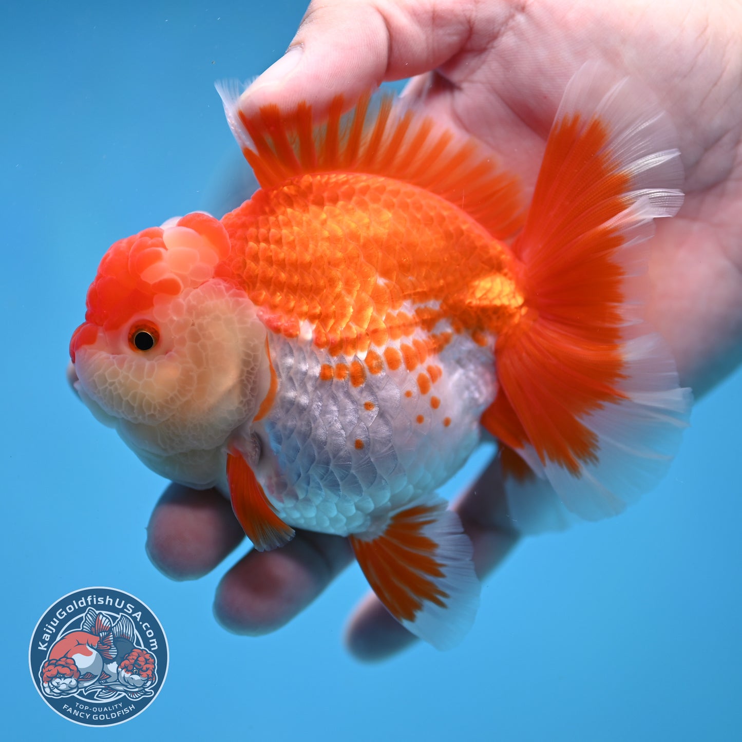 Deer Spot Red White Rose Tail Oranda 3.5 inch Body (260227_OR14)