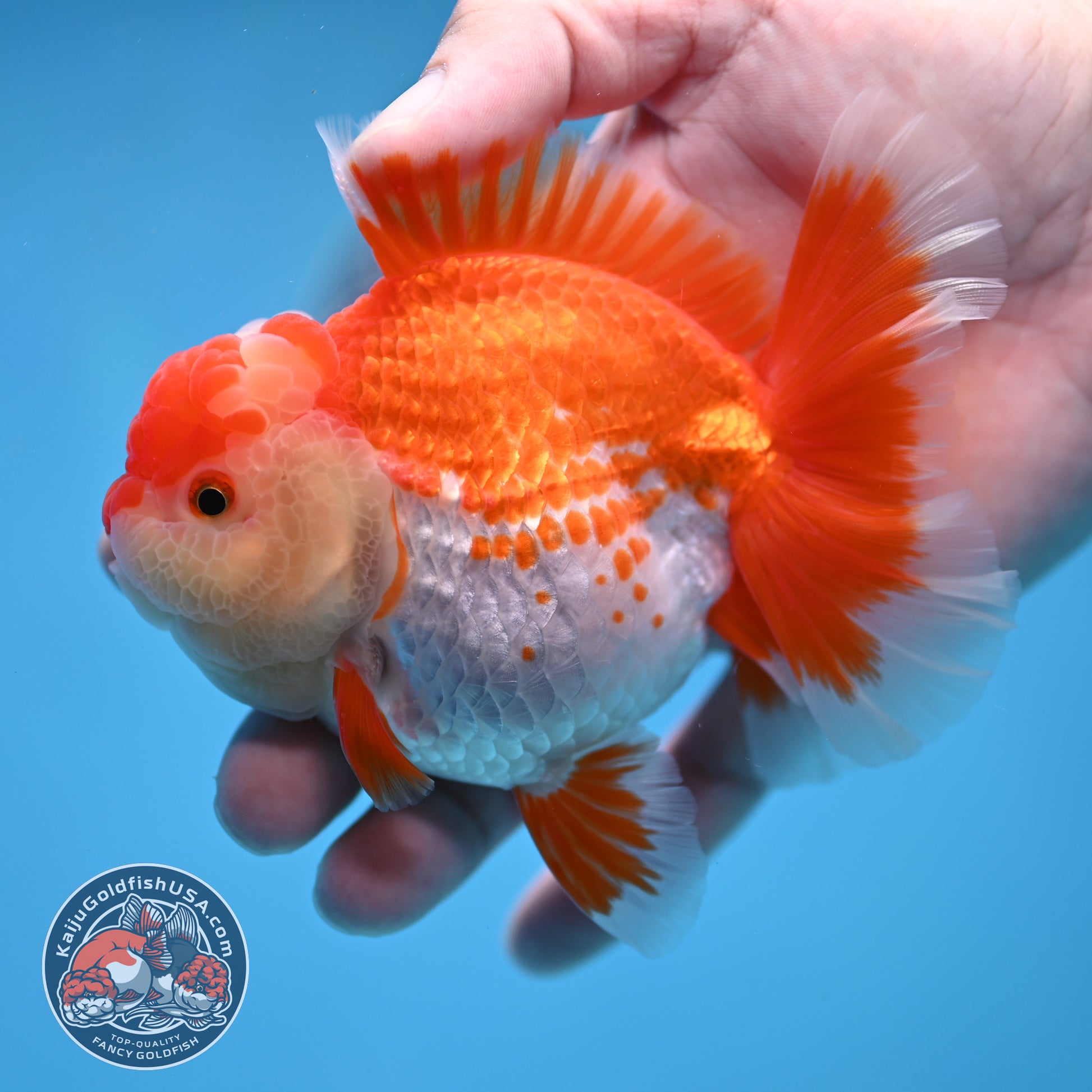Deer Spot Red White Rose Tail Oranda 3.5 inch Body (260227_OR14)