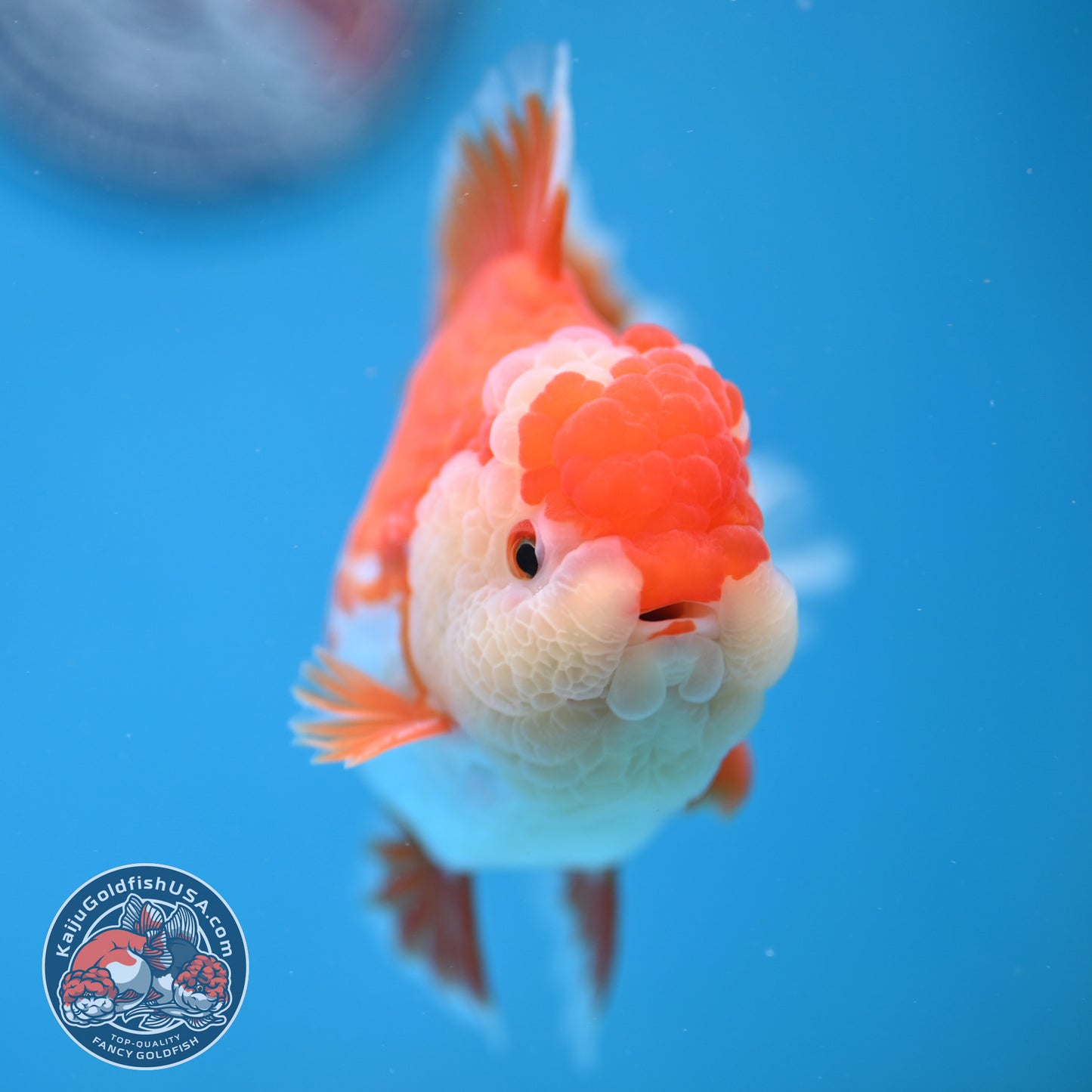 Deer Spot Red White Rose Tail Oranda 3.5 inch Body (260227_OR14)
