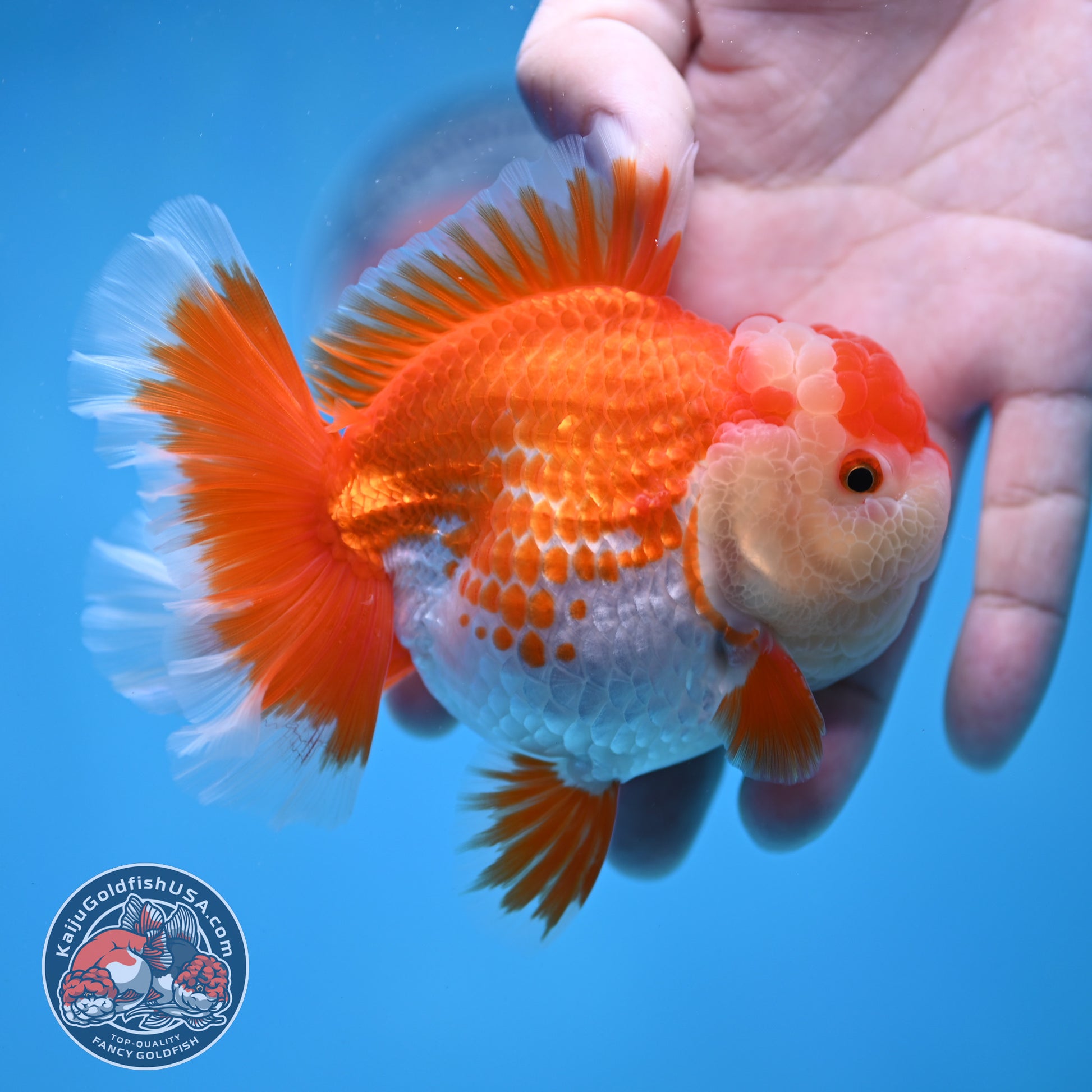 Deer Spot Red White Rose Tail Oranda 3.5 inch Body (260227_OR14)