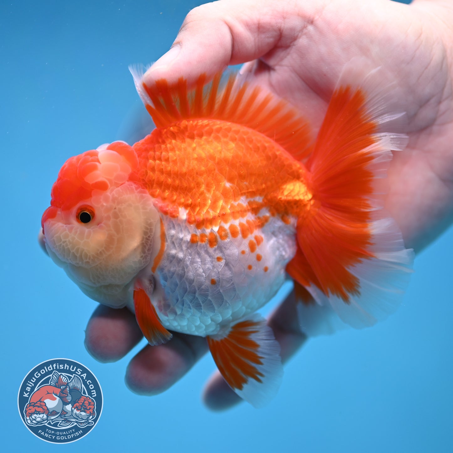 Deer Spot Red White Rose Tail Oranda 3.5 inch Body (260227_OR14)