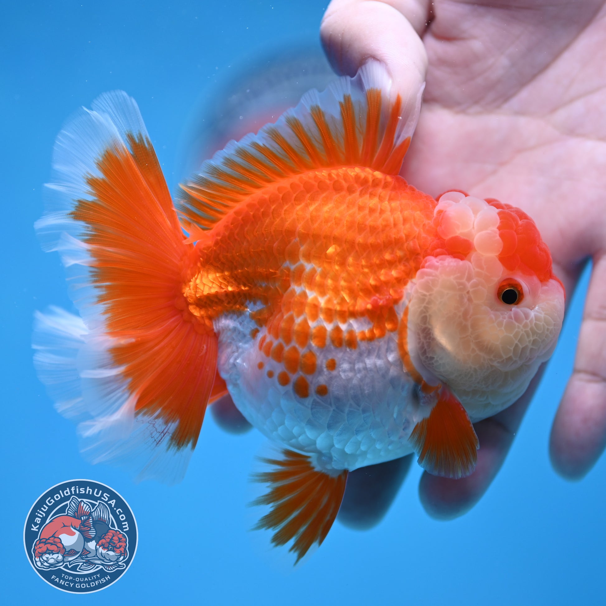Deer Spot Red White Rose Tail Oranda 3.5 inch Body (260227_OR14)