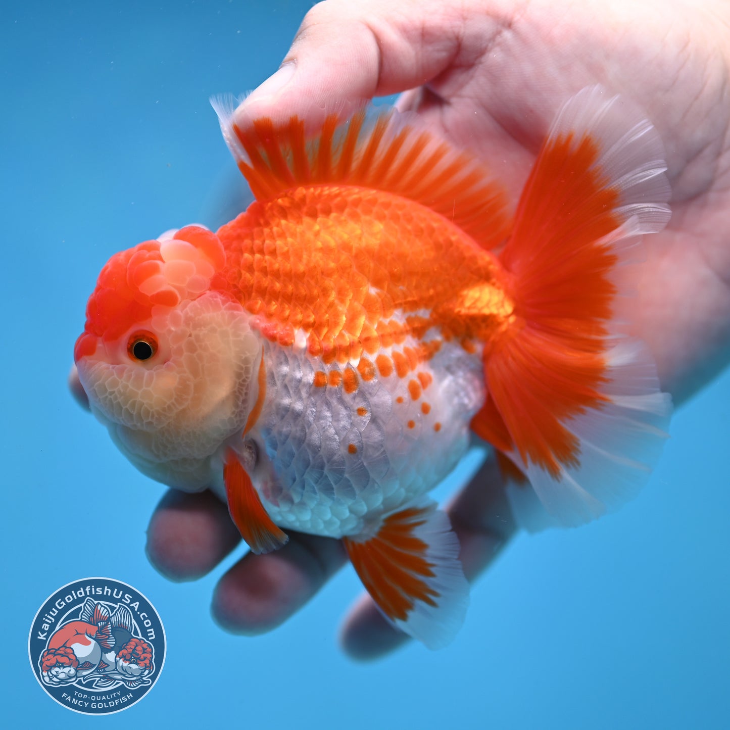 Deer Spot Red White Rose Tail Oranda 3.5 inch Body (260227_OR14)