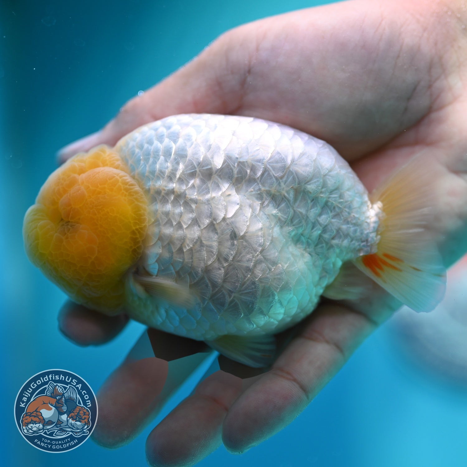 Dragon Scale White Ranchu 4 inch Body (260612_RC01)