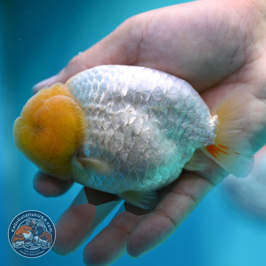 Dragon Scale White Ranchu 4 inch Body (260612_RC01)