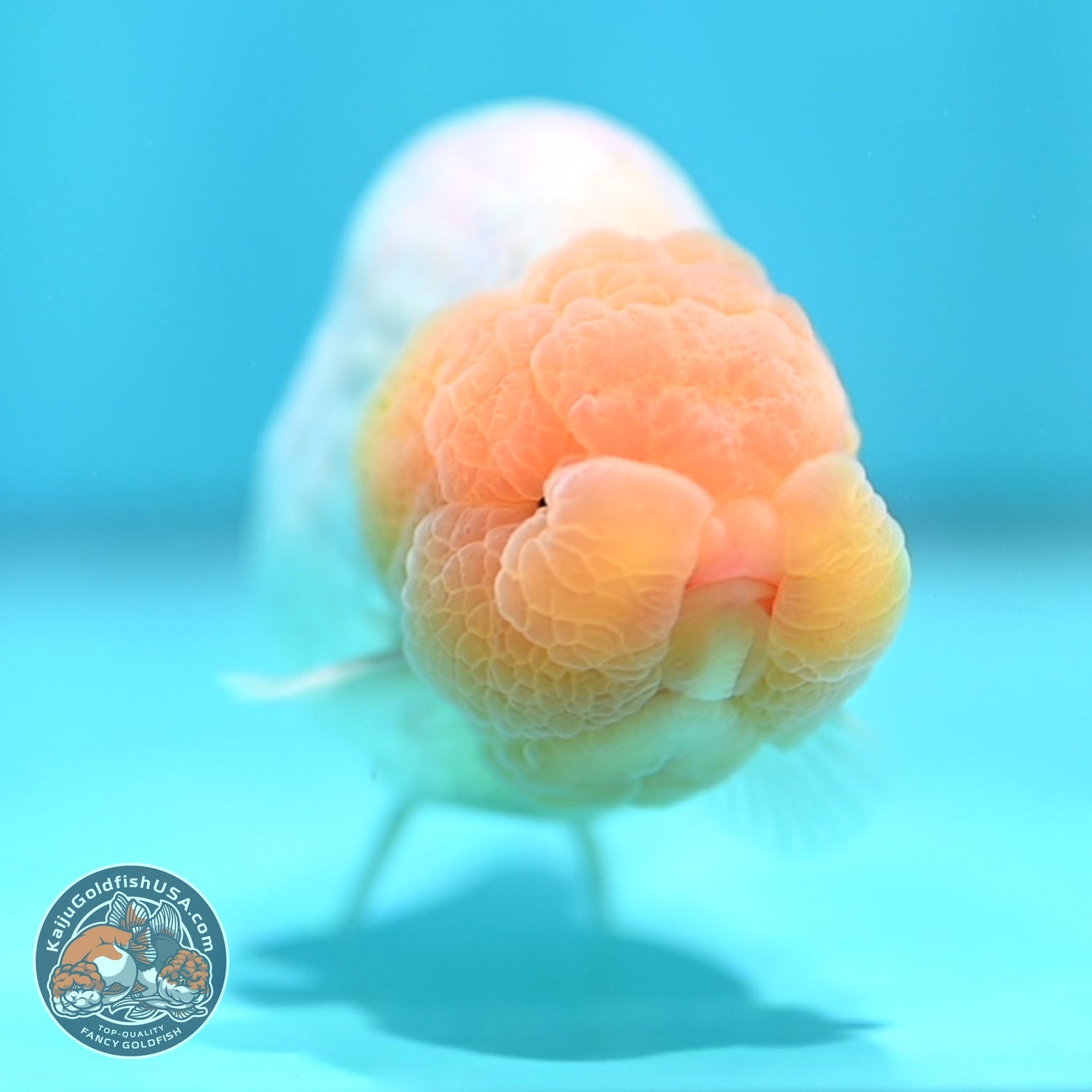 Dragon Scale White Ranchu 4 inch Body (260612_RC01)